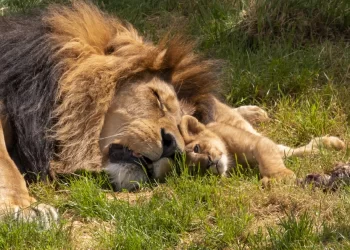 Mali : l’éleveur Amadou Keïta condamné à payer 12 millions pour avoir abattu un lion à Salambandé