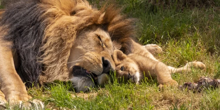 Mali : l’éleveur Amadou Keïta condamné à payer 12 millions pour avoir abattu un lion à Salambandé