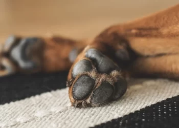 Un riche indien débourse 5,3 millions d’euros pour s’offrir le chien le plus cher du monde