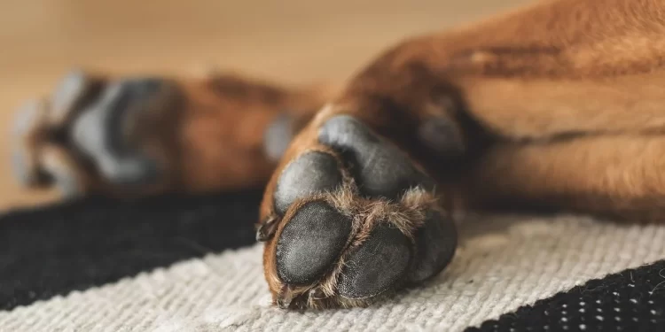 Un riche indien débourse 5,3 millions d’euros pour s’offrir le chien le plus cher du monde