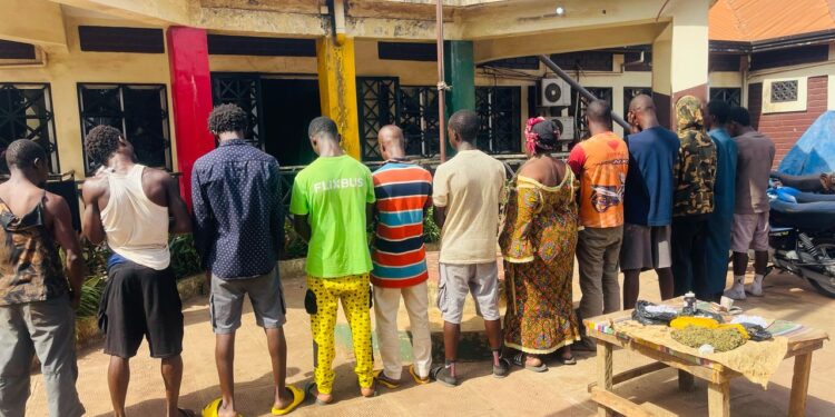 Coyah : 12 personnes arrêtées avec un stock de chanvre indien et de kush