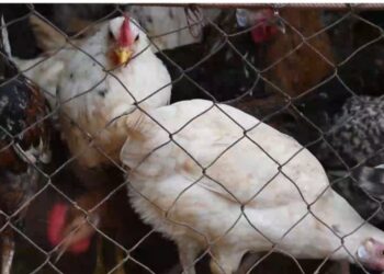 Fête de Ramadan: quand les prix des denrées donnent le tournis aux habitants de Conakry