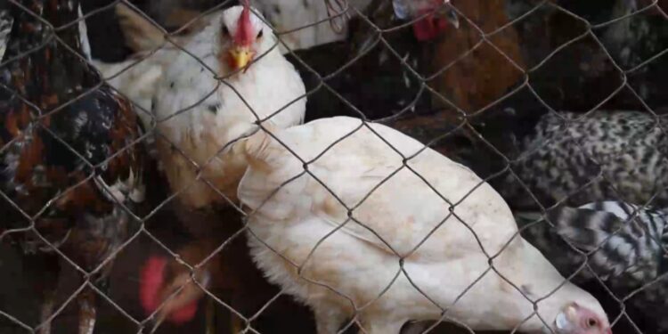 Fête de Ramadan: quand les prix des denrées donnent le tournis aux habitants de Conakry