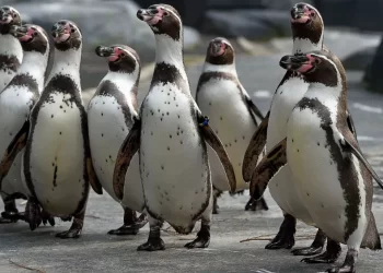 Incroyable : Donald Trump impose des droits de douanes à une ile habitée par des manchots