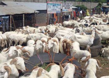 Conakry: des moutons à prix d’or à l’approche de la Tabaski