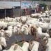 Conakry: des moutons à prix d’or à l’approche de la Tabaski