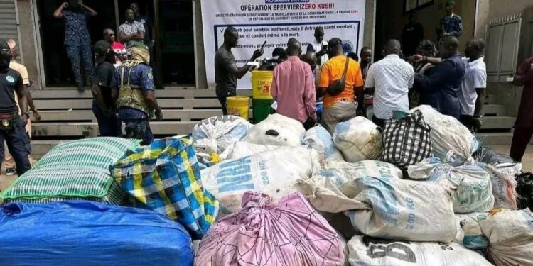 Conakry : saisie de quantités importantes de la drogue kush et 17 interpellations