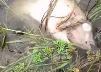 Kindia: mort massive de poissons au lac Belliakhory