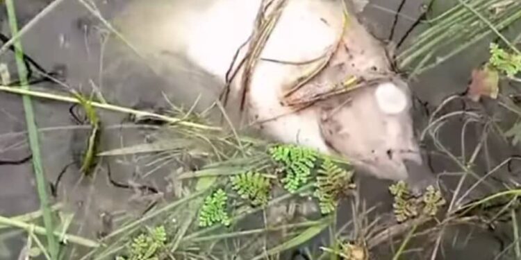 Kindia: mort massive de poissons au lac Belliakhory