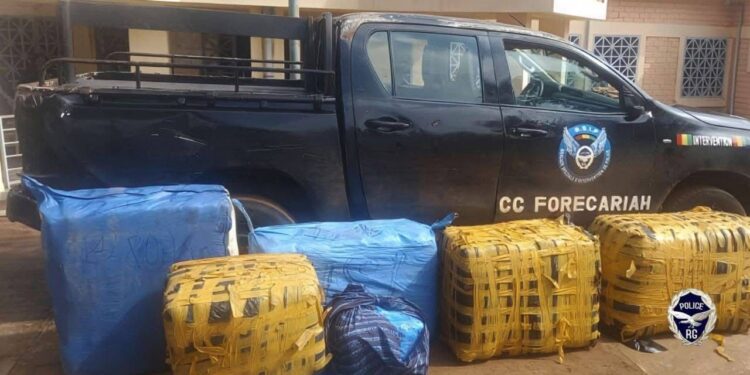 Lutte contre la drogue: saisie record de chanvre indien à Forécariah et interception des produits pharmaceutiques à Dabola