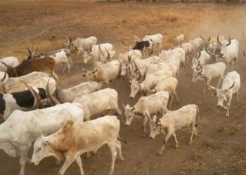 Conflit agro-pastoral : interdiction formelle de la divagation des animaux pendant la saison agricole( ministre de l’Agriculture)