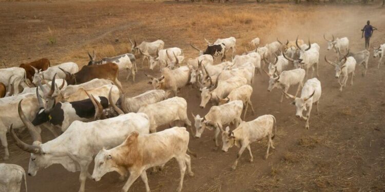 Conflit agro-pastoral : interdiction formelle de la divagation des animaux pendant la saison agricole( ministre de l’Agriculture)