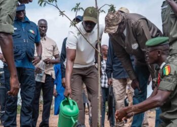 Sénégal: le challenge « 1 million d’arbres en 48 heures » lancé par le président Diomaye