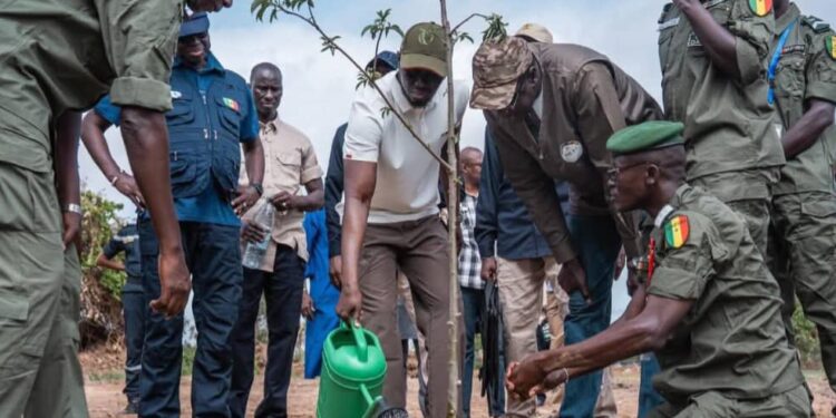 Sénégal: le challenge « 1 million d’arbres en 48 heures » lancé par le président Diomaye