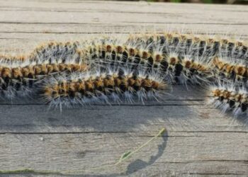 Kankan : des chenilles dévastatrices longtemps signalées dans plusieurs localités