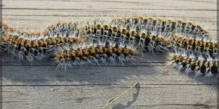 Kankan : des chenilles dévastatrices longtemps signalées dans plusieurs localités