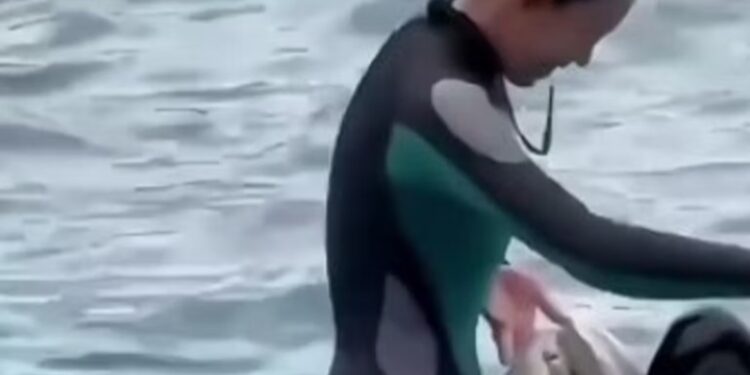 Cette dresseuse d&rsquo;orques a-t-elle vraiment été tuée par l&rsquo;animal qu&rsquo;elle entraîne?