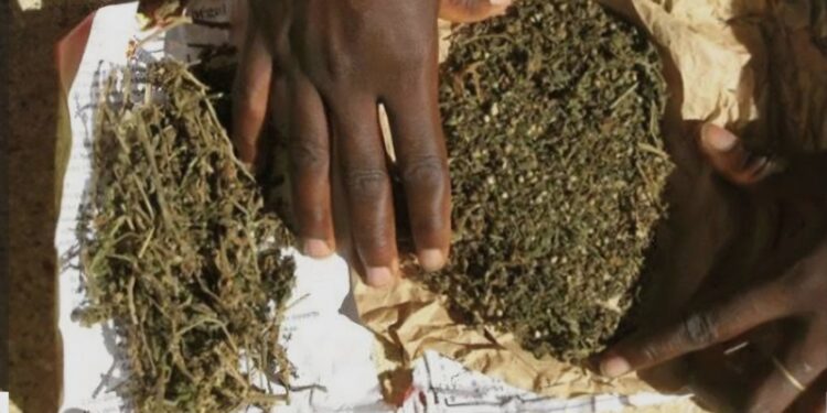 Kindia : 1 725 kg de chanvre saisis dans un minibus, un suspect recherché