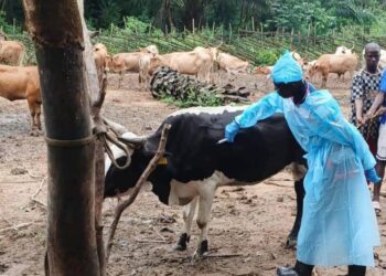 Élevage : lancement de la campagne de vaccination bovine sur le corridor du littoral
