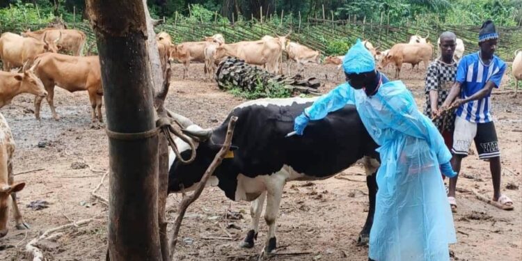 Élevage : lancement de la campagne de vaccination bovine sur le corridor du littoral