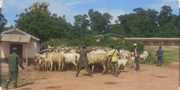 Lola: 7 éleveurs reçoivent 4,5 milliards de francs guinéens en dédommagement après la saisie de leurs bétails lors d’une opération conjointe