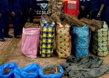 Dalaba : un important dépôt de chanvre indien démantelé par la police