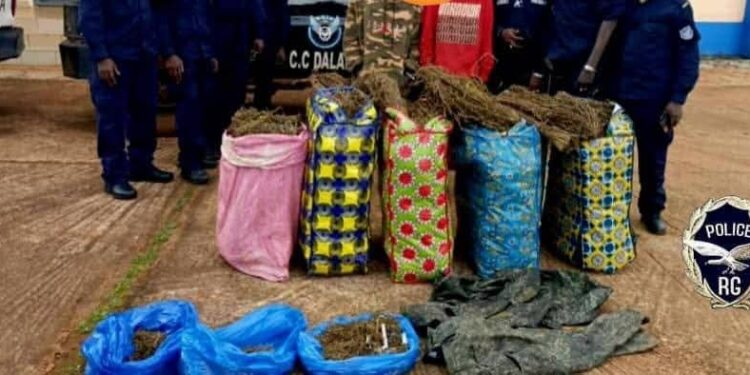 Dalaba : un important dépôt de chanvre indien démantelé par la police