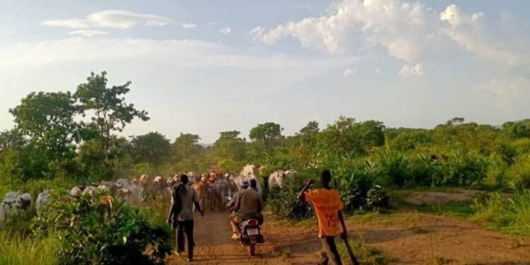 Lola : affrontements entre éleveurs et populations locales, plusieurs blessés signalés