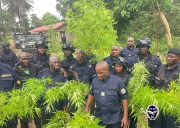 Kouriah : des drogues et substances psychotropes seront incinérées ce jeudi