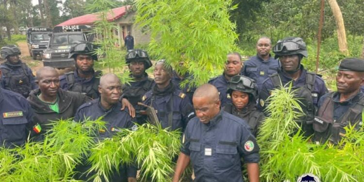 Kouriah : des drogues et substances psychotropes seront incinérées ce jeudi