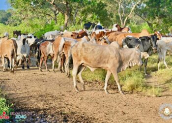 Interdiction formelle de l’abattage illégal des bœufs : le Gouvernement guinéen hausse le ton