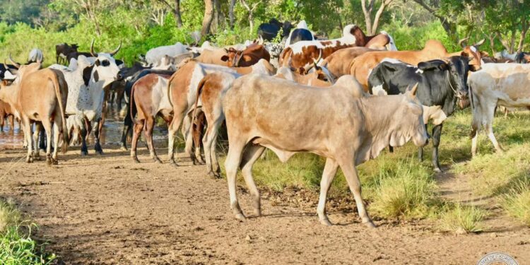 Interdiction formelle de l’abattage illégal des bœufs : le Gouvernement guinéen hausse le ton