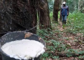 Grève à Diécké/SOGUIPAH : des planteurs d’hévéa réclament 5 mois d’arriérés de paiement