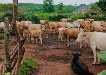 Dubréka: top départ du programme d’insémination de 1 000 vaches dans le cadre du PDACG, ce 14 novembre 