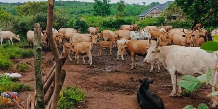 Dubréka: top départ du programme d’insémination de 1 000 vaches dans le cadre du PDACG, ce 14 novembre 