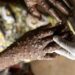 Sénégal: 514 cas de FVR et 9 cas confirmés de Mpox 