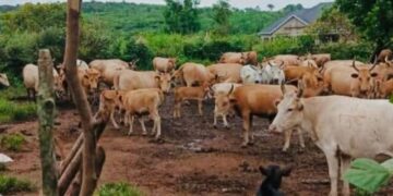 Guinée: « 4 millions de vaccins administrés au cheptel », (Ousmane Gaoual Diallo)