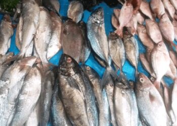 Coût élevé du poisson en Guinée : le secrétaire général du ministère de la Pêche explique