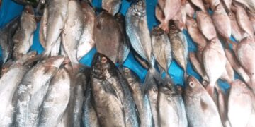 Coût élevé du poisson en Guinée : le secrétaire général du ministère de la Pêche explique