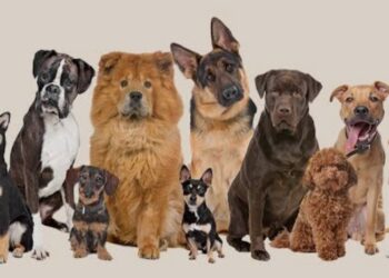 Santé animale : le ministère de l’Élevage lance la campagne de vaccination des chiens contre la rage