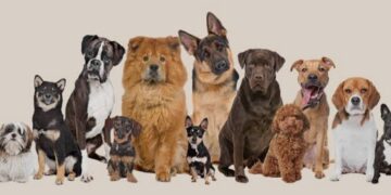 Santé animale : le ministère de l’Élevage lance la campagne de vaccination des chiens contre la rage