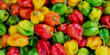 Conakry: le sac de piment vendu à 600 000 GNF, au marché de Föfömèrè