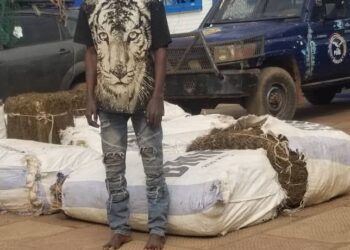 Kindia: une personne suspectée de viol arrêtée et 500 kg de chanvre indien récupérés