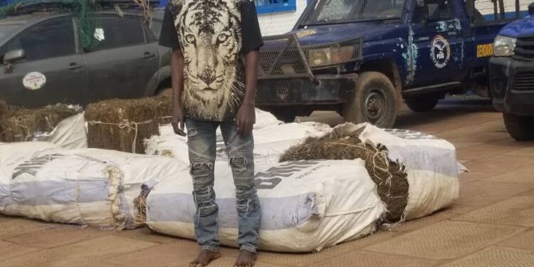 Kindia: une personne suspectée de viol arrêtée et 500 kg de chanvre indien récupérés