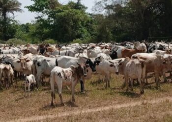 Transhumance transfrontalière: reprise des opérations de déguerpissement à Beyla