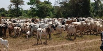 Transhumance transfrontalière: reprise des opérations de déguerpissement à Beyla