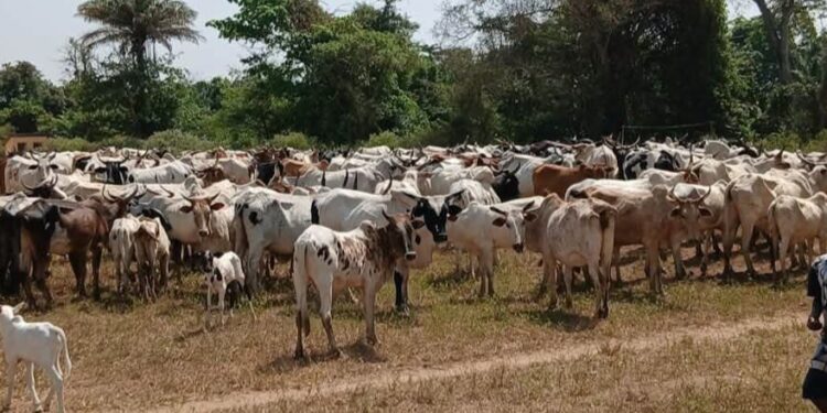 Transhumance transfrontalière: reprise des opérations de déguerpissement à Beyla