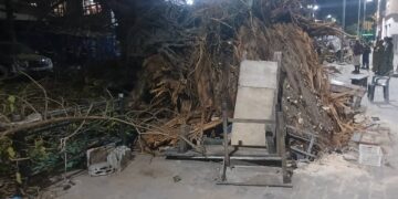 Coleah : un arbre centenaire s’effondre et fait un mort