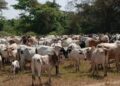 Guinée : l’interdiction de la transhumance frontalière prolongée jusqu’à nouvel ordre
