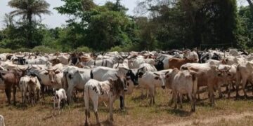 Guinée : l’interdiction de la transhumance frontalière prolongée jusqu’à nouvel ordre